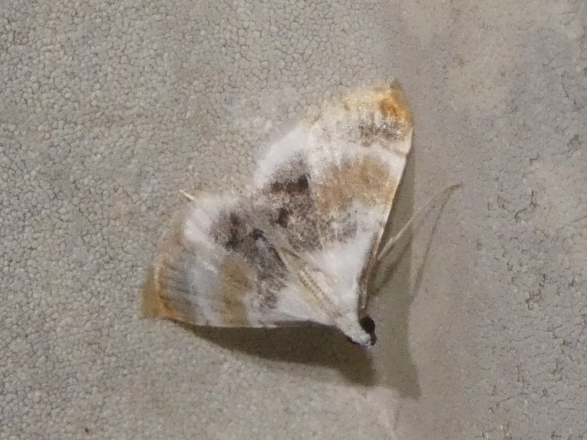 photo_1